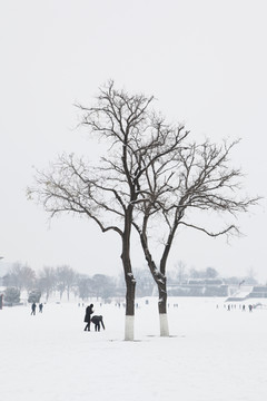 雪地的树