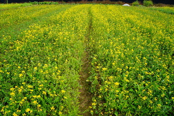 油菜花