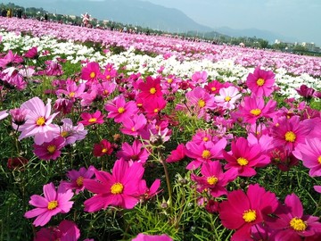 格桑花海