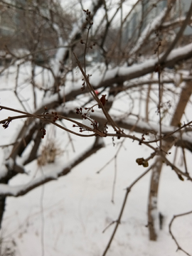 树枝上的雪