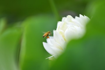 辛勤的蜜蜂