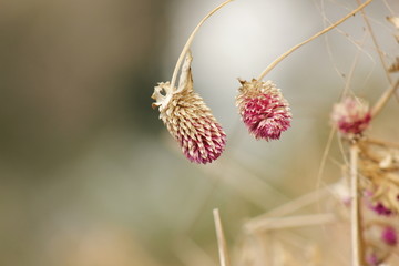 干花