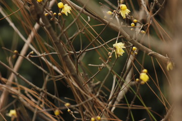 盛开的迎春花