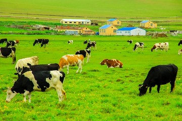 牧场奶牛养殖