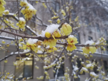 雪中腊梅绽放 踏雪寻梅