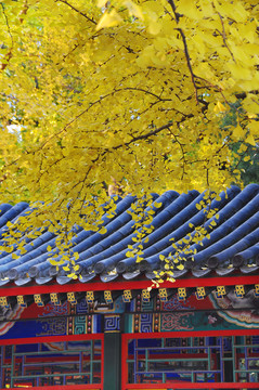 北京中式庭院的青瓦金秋