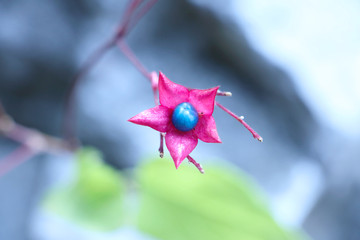 海州常山花 高清