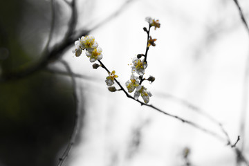 水墨梅花