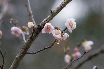 水墨梅花