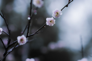 水墨梅花