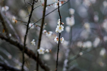 水墨梅花