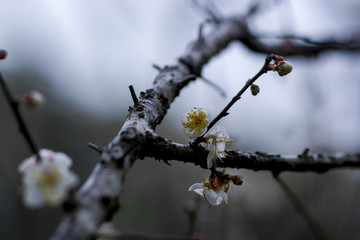 水墨梅花