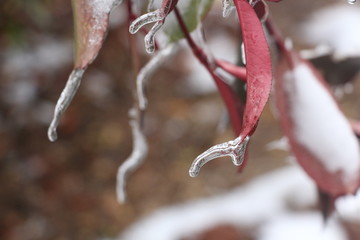 冰雪世界美如童话 （26）