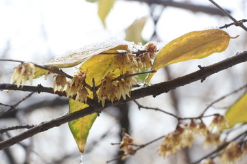 梅花傲雪盛开 （22）