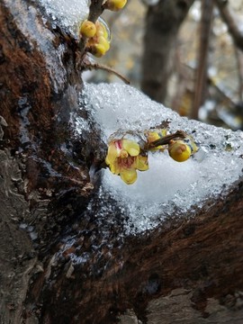 梅花傲雪盛开 （3）