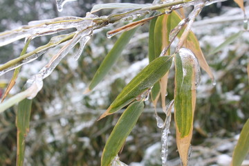 雪中竹子傲寒立 （6）