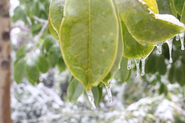 雪中樟树 （1）