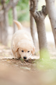 金毛巡回猎犬