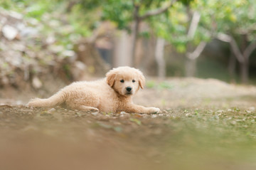 金毛巡回猎犬