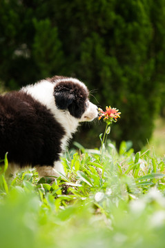 边境牧羊犬