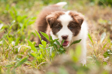 边境牧羊犬