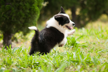 边境牧羊犬