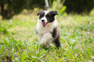 边境牧羊犬