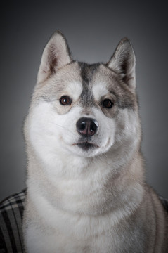 西伯利亚哈士奇雪橇犬