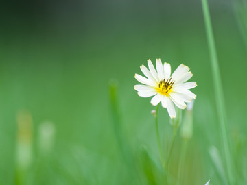 蒲公英花