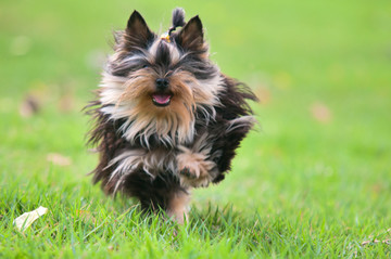 約克夏梗犬