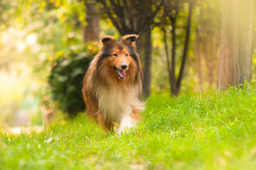 苏格兰牧羊犬