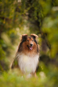 苏格兰牧羊犬