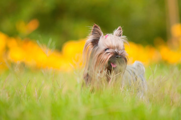 约克夏梗犬