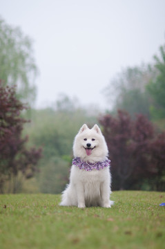 萨摩耶雪橇犬