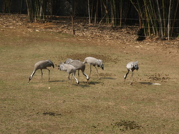 廣州番禺長隆野生動物世界