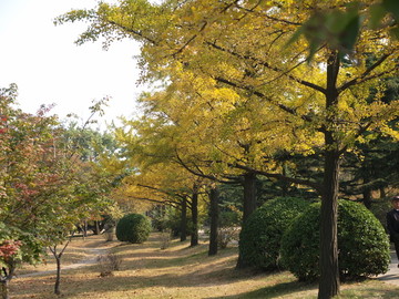 秋天的青岛中山公园