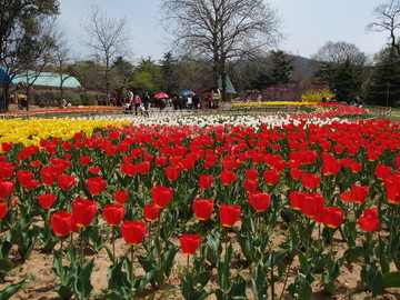 春季的青岛中山公园