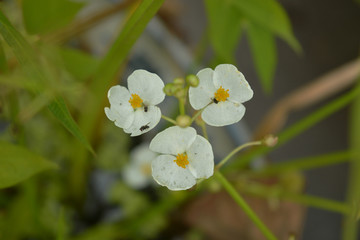 白色慈姑花