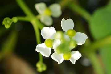 白色慈姑花朵