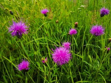 小荆花