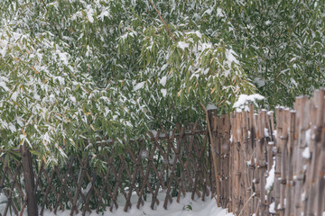 竹林 雪景