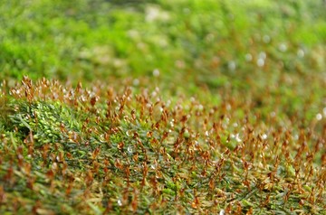 苔藓