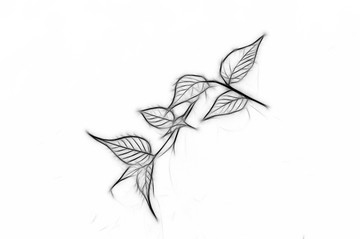 枝葉素描