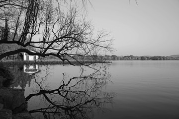 西湖边枯树