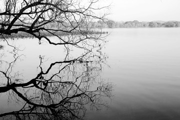 西湖 湖边枯树