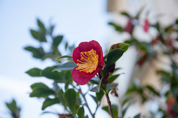 花卉特写