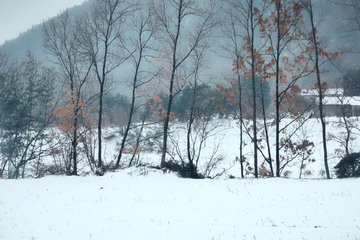 冬季郊外的雪景