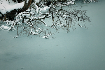 池塘卧枝雪景