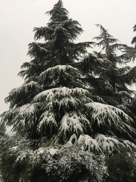 白雪 圣诞树