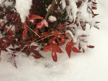 雪 红叶